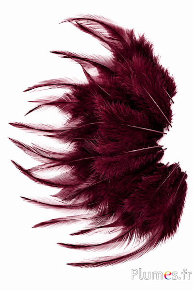 Gallo - 8-12 cm - bordeaux